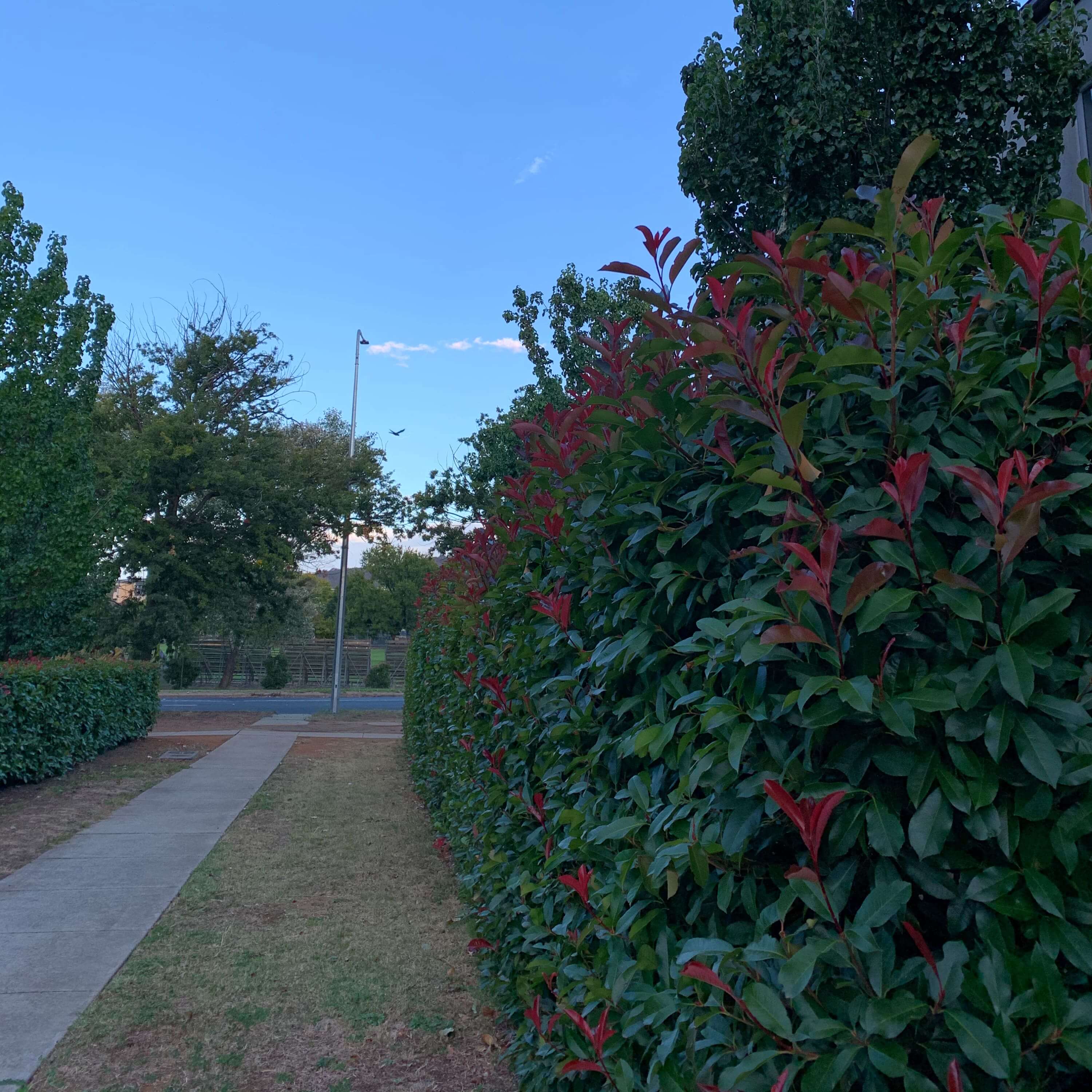 sidewalk bushes with red and green leaves, Canberra