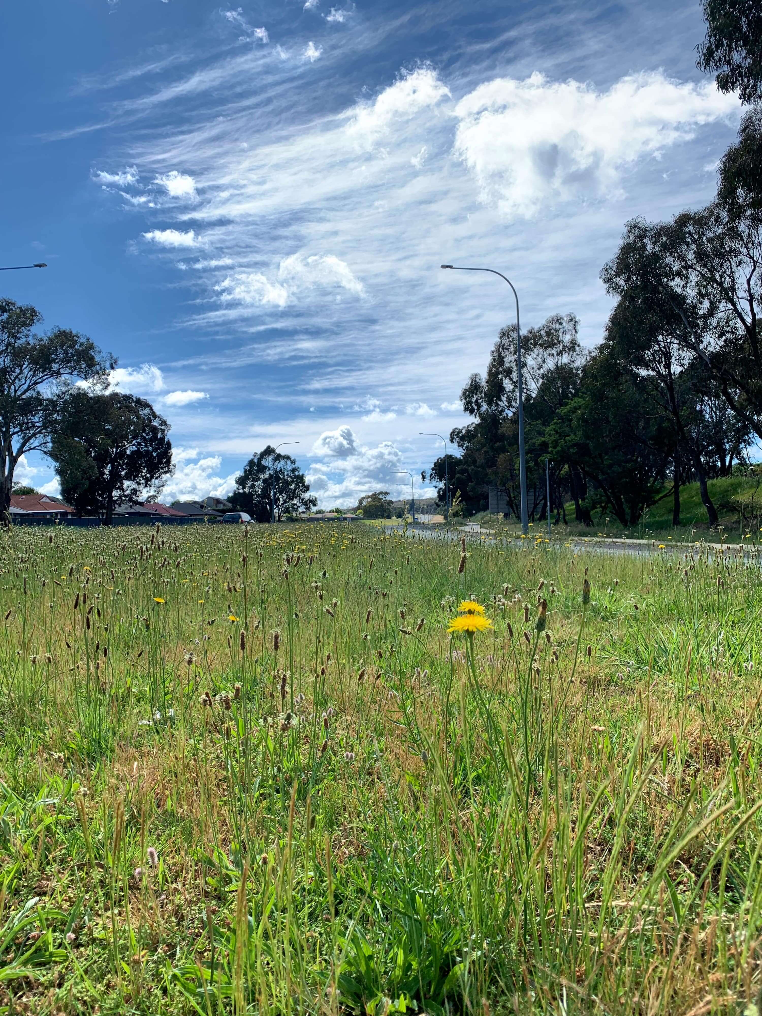 photo of a dandelion shrub in a green valley near a major, yet empty roadway