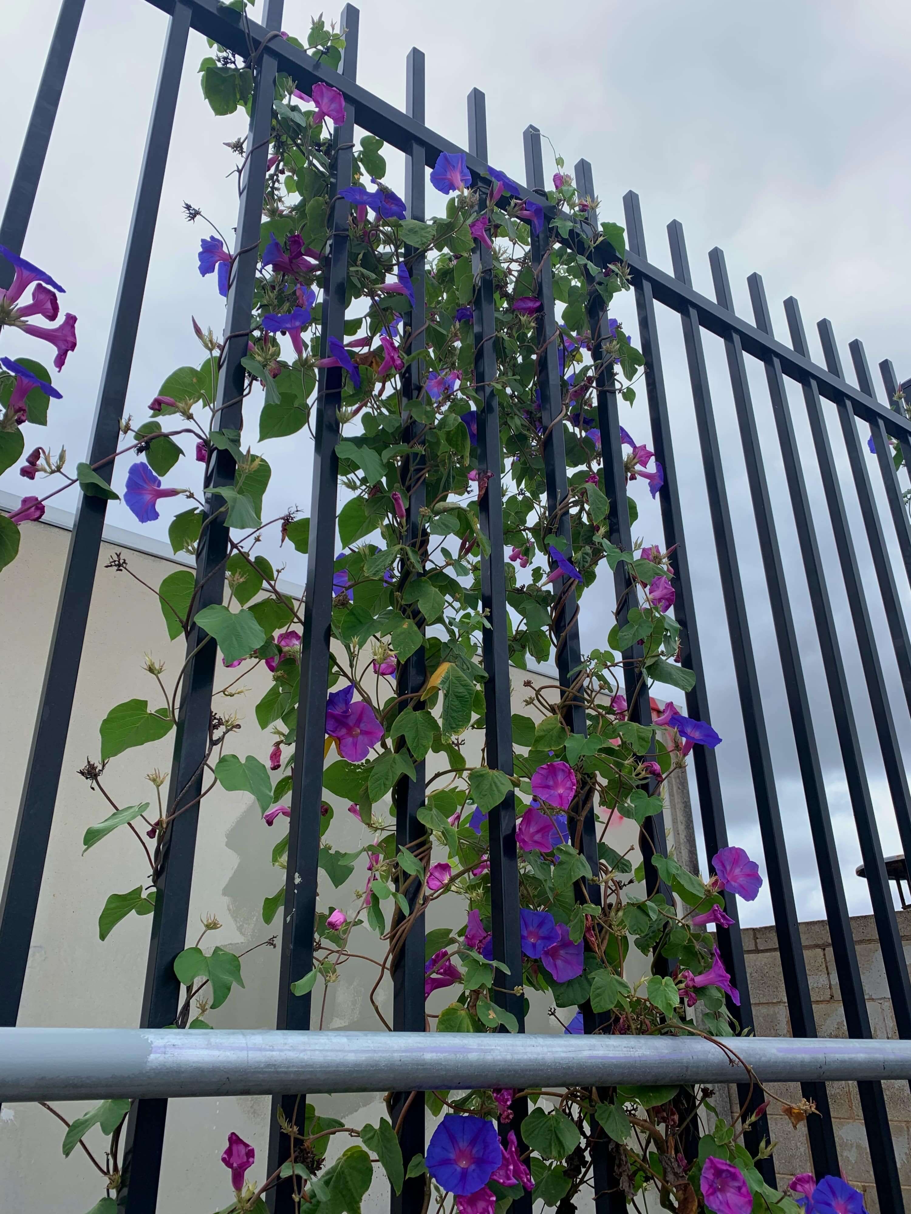 photo of a climbing flower plants wrapped around a metal fence that acts as a plant stake