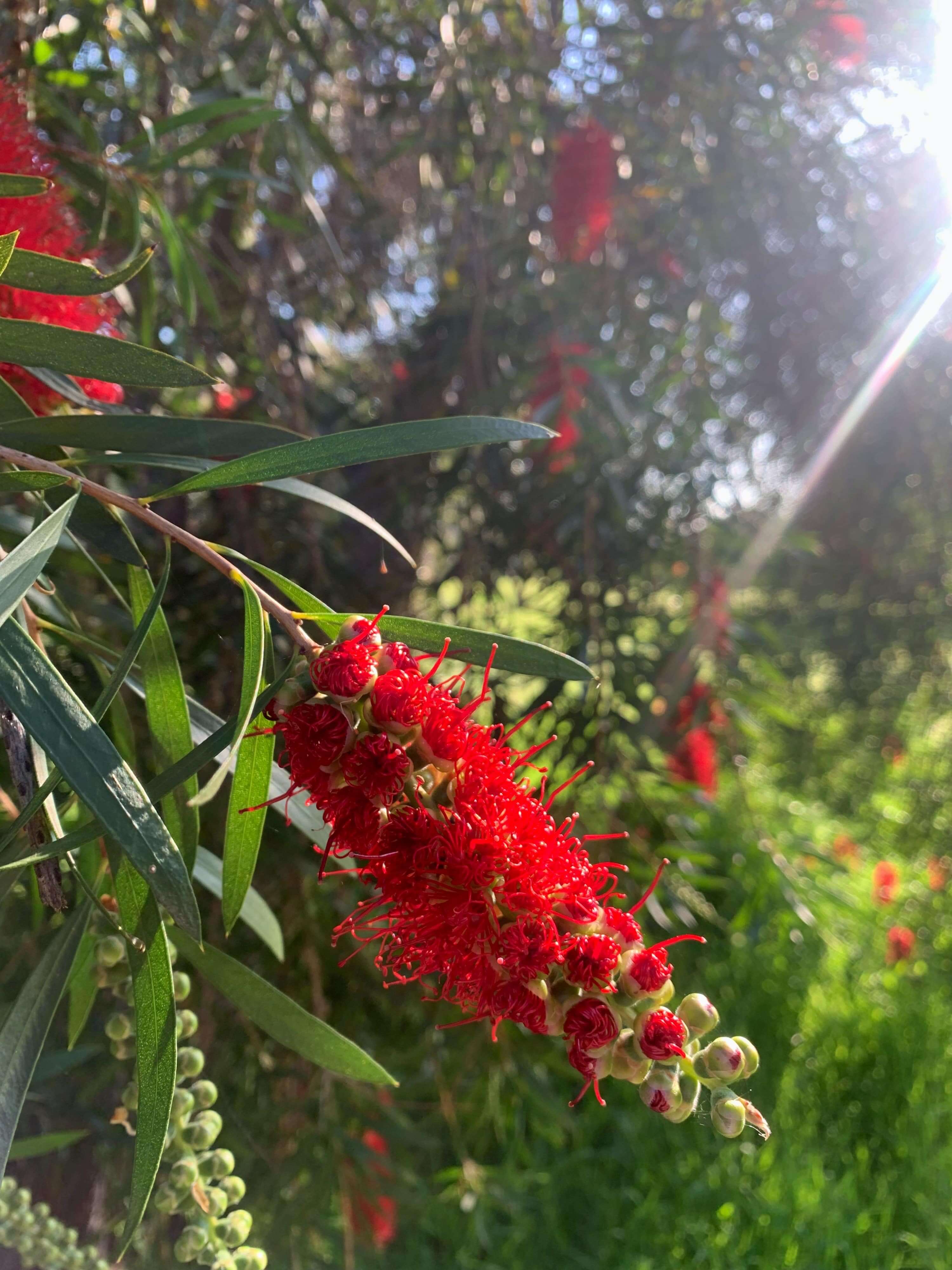 photo of a bottlebrush flower with the sunlight streaming through in the top right corner of the photo