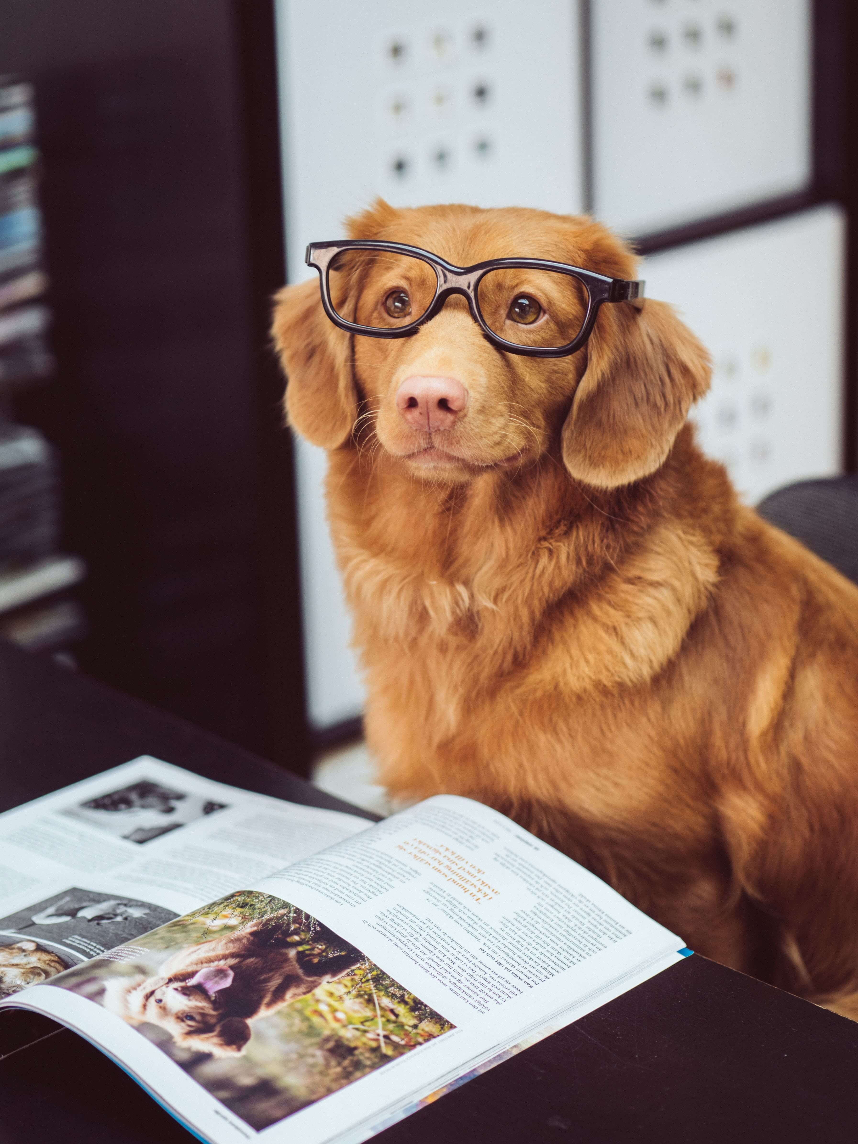 stock image of a brown dog wearing glasses, an open book on a table in front of it