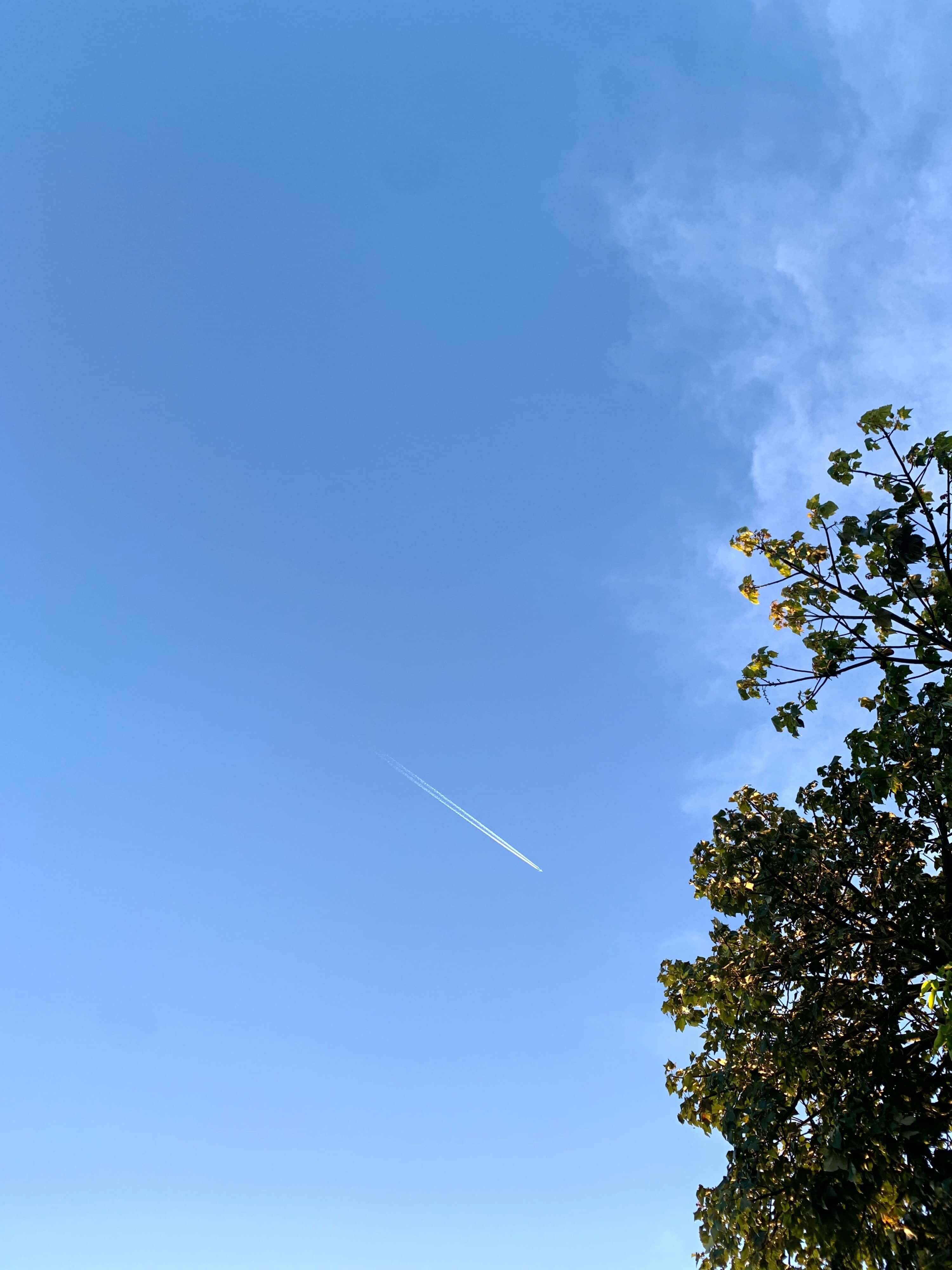photo of a plane in the sky with a tail heading out of the top right of the frame, with a large tree's leaves just visible on the top right of the frame, the sunset mildly glinting throug the leaves