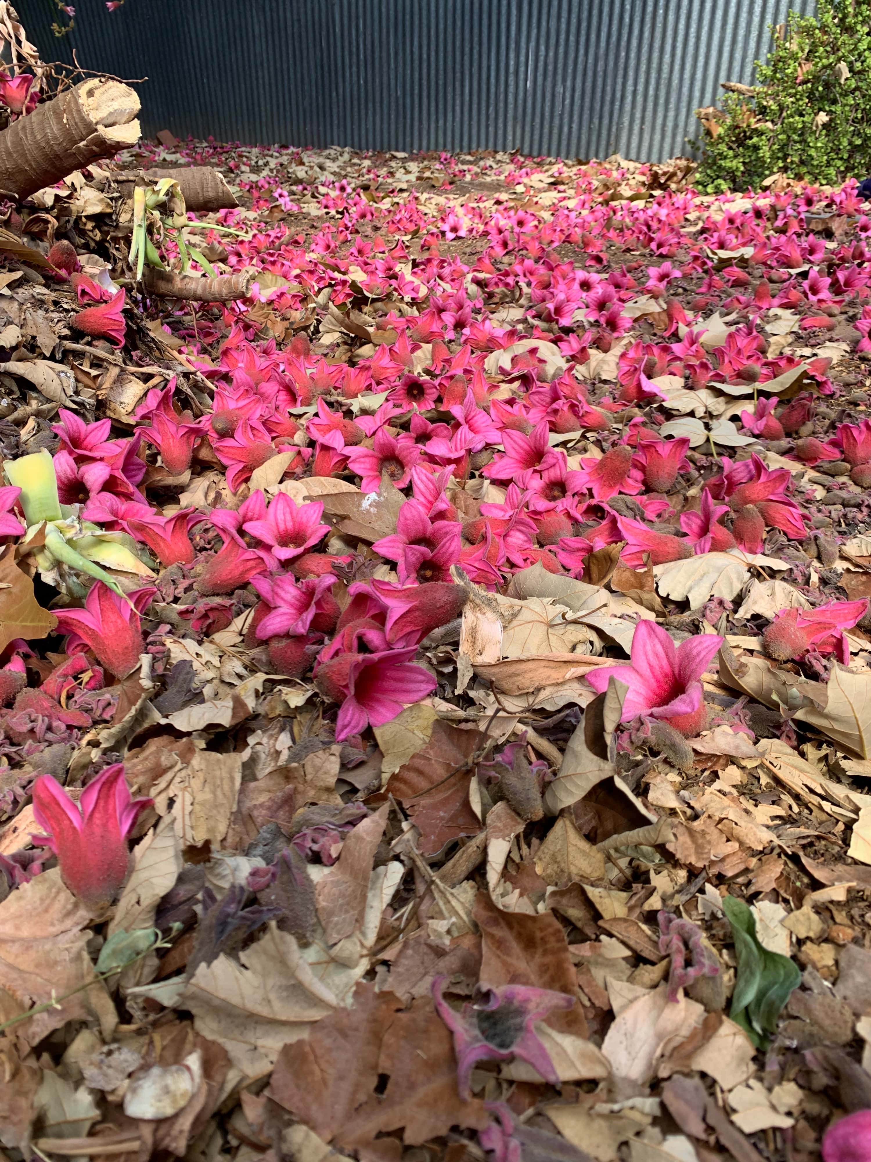 photo of freshly-fallen lacebak flowers on the ground, along with dried leaves