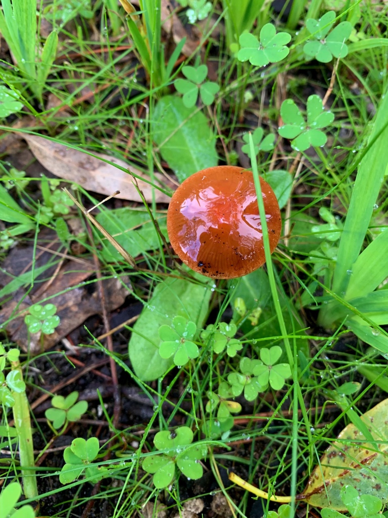 Close up photo of a mushroom surrounded by weeds, all with few drops on them. The photographer’s phone and head is reflected on the mushroom. 