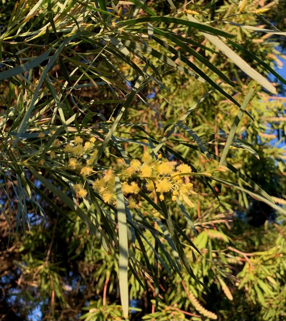 Close up photo of a bunch of golden wattle flowers on the tree. 