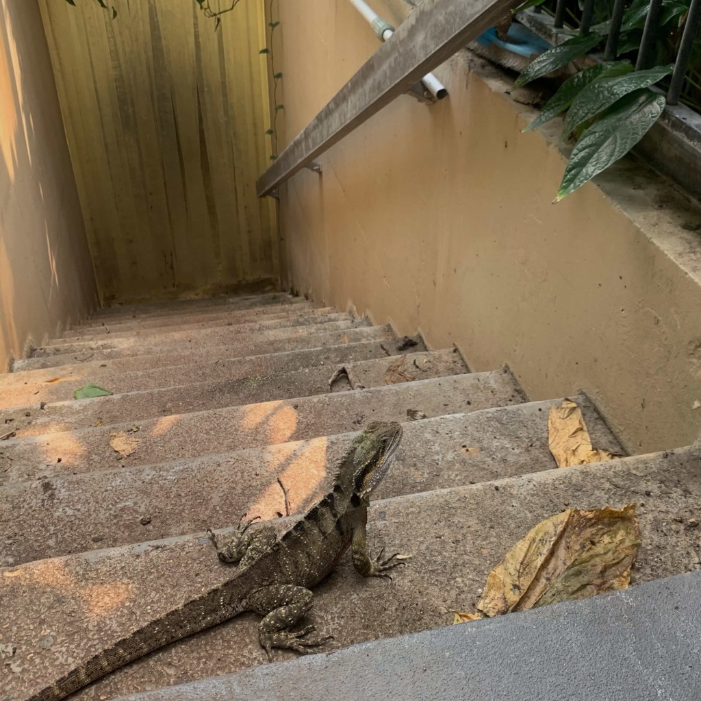 Photo of a water dragon on a staircase. 