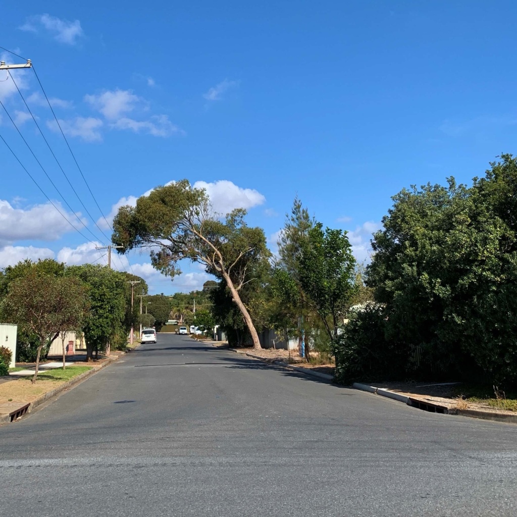 Photo of a gum tree on the sidewalk, leaning across the road. 